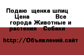Подаю. щенка шпиц  › Цена ­ 27 000 - Все города Животные и растения » Собаки   